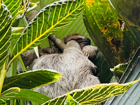 Caribbean Rainforest Sloths