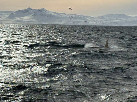 Laki Tours Whale Watching - Olafsvik-Olafsvik必去景点
