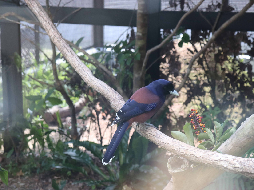Amami Wildlife Center-大和村必去景点