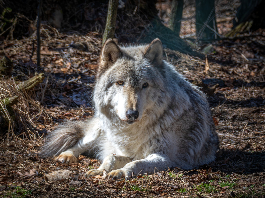 Lakota Wolf Preserve-Columbia必去景点