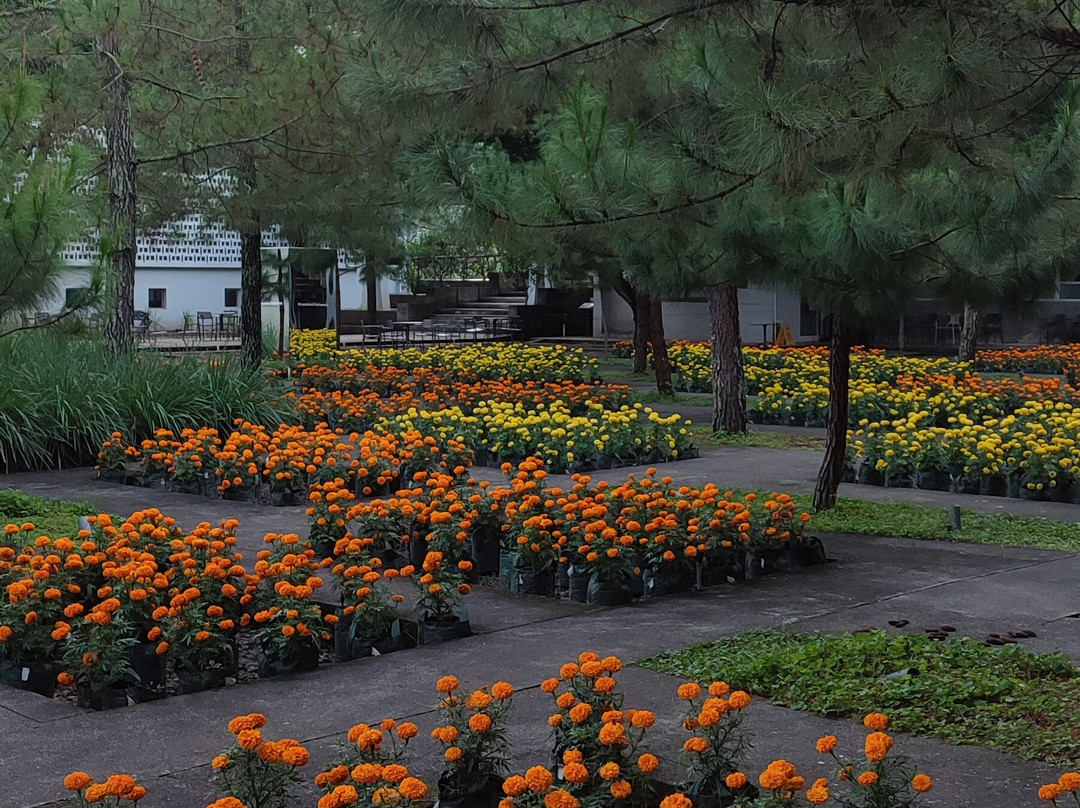 Rumah Atsiri Indonesia-Tawangmangu必去景点