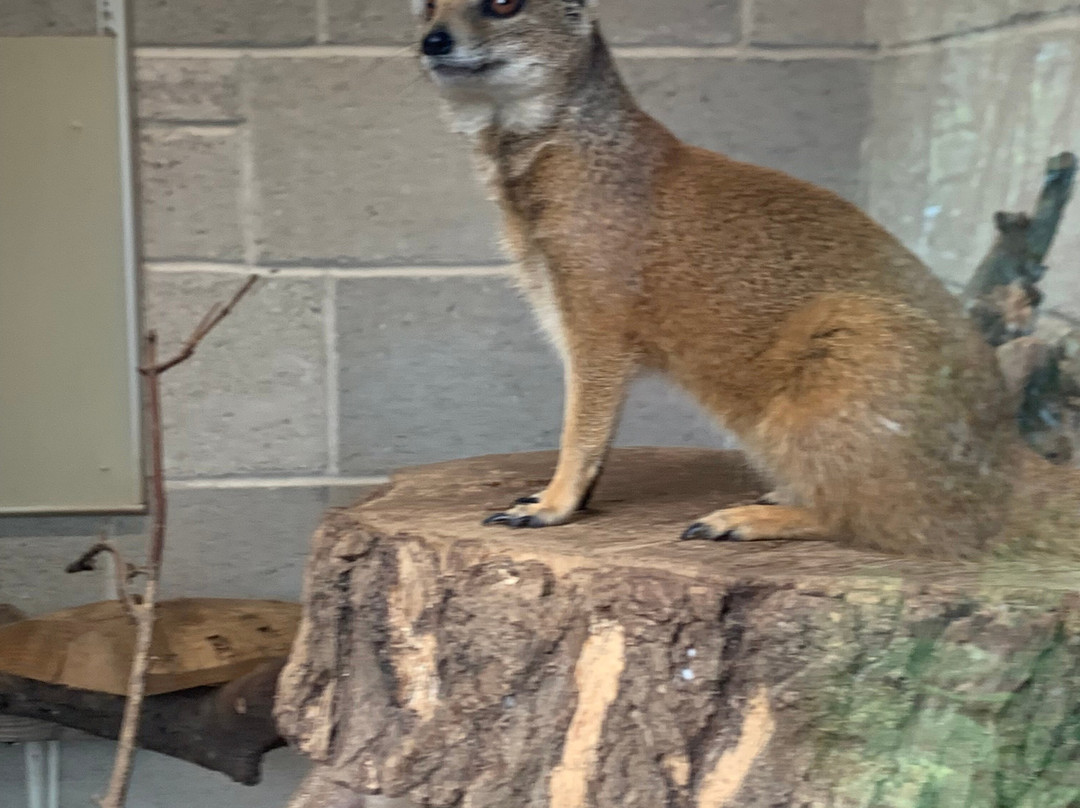 Newquay Zoo-纽奎必去景点