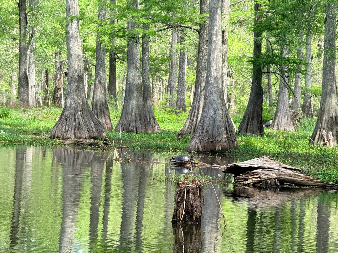 Champagne's Cajun Swamp Tours-布里奥克斯桥必去景点