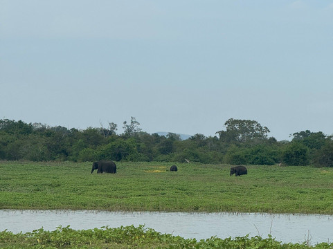 Udawalawe Safari Jeep With Guides-乌达瓦拉维国家公园必去景点
