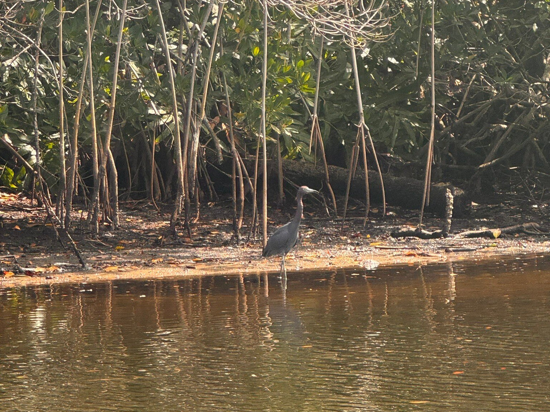 Estero River Outfitters-埃斯特罗必去景点