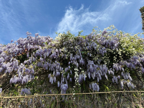 I Giardini Di Villa Della Pergola-阿拉西奥必去景点