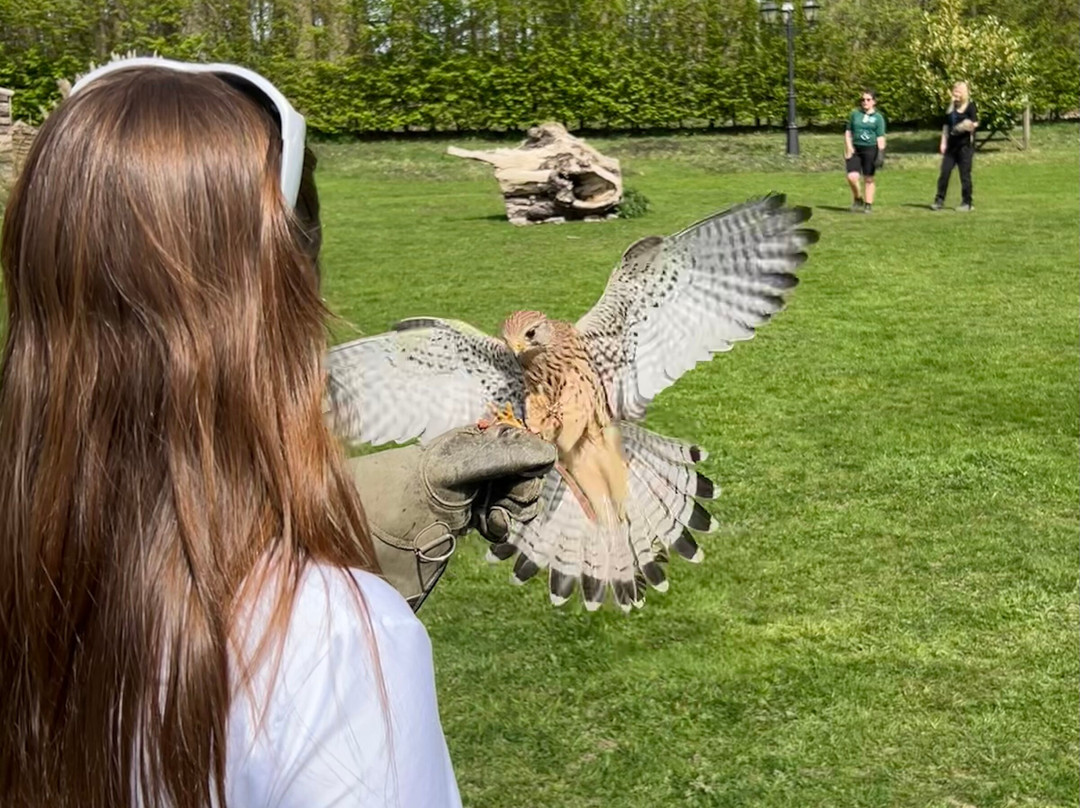 Leeds Castle Falconry Experiences-Leeds必去景点