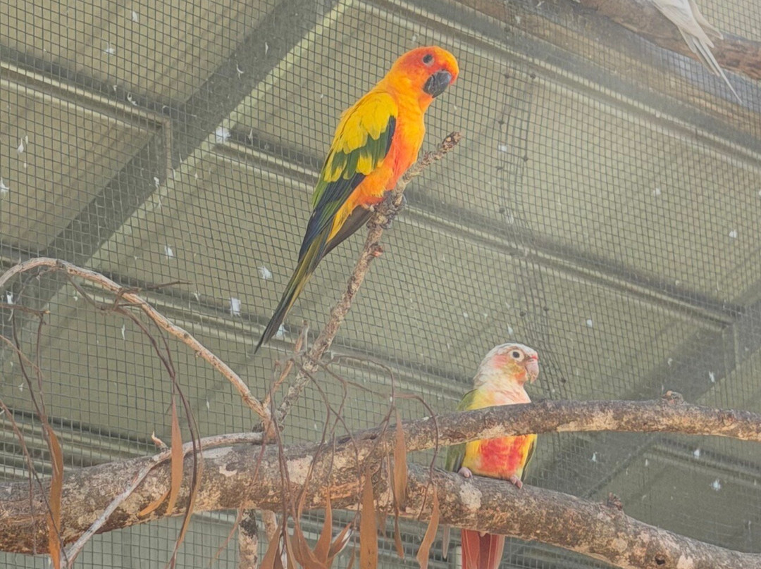 Maleny Botanic Gardens & Bird World-马莱尼必去景点