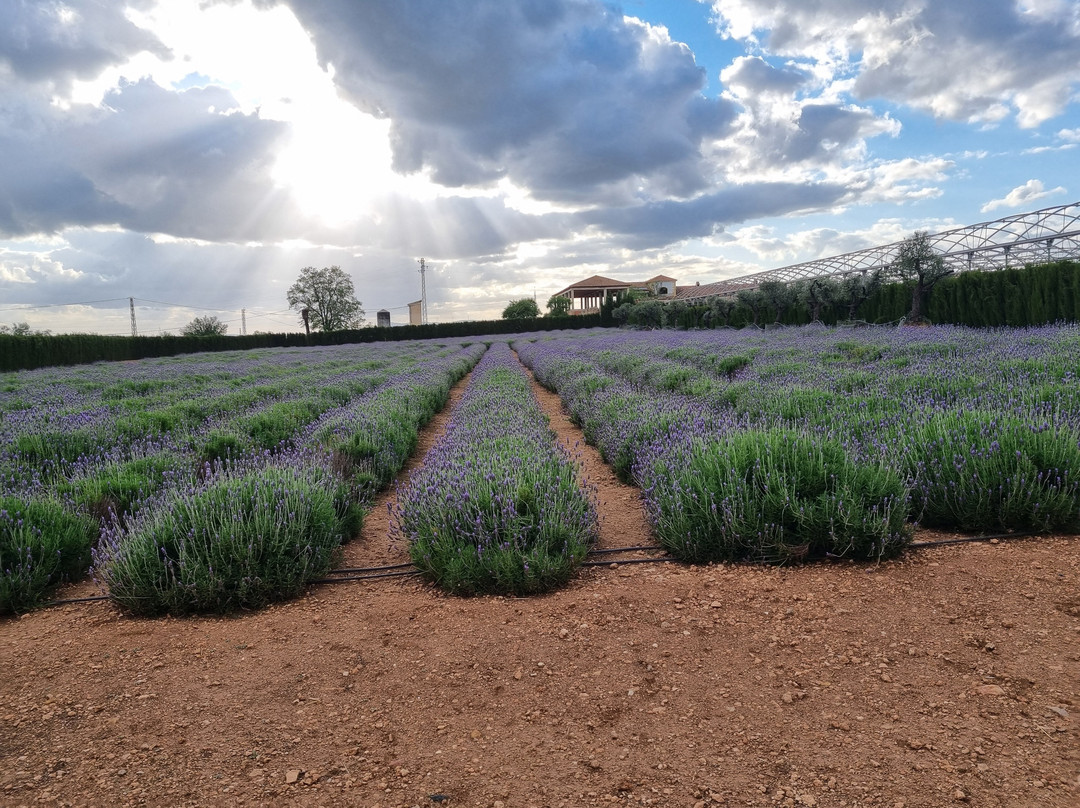 Laberintus Park-Mollina必去景点