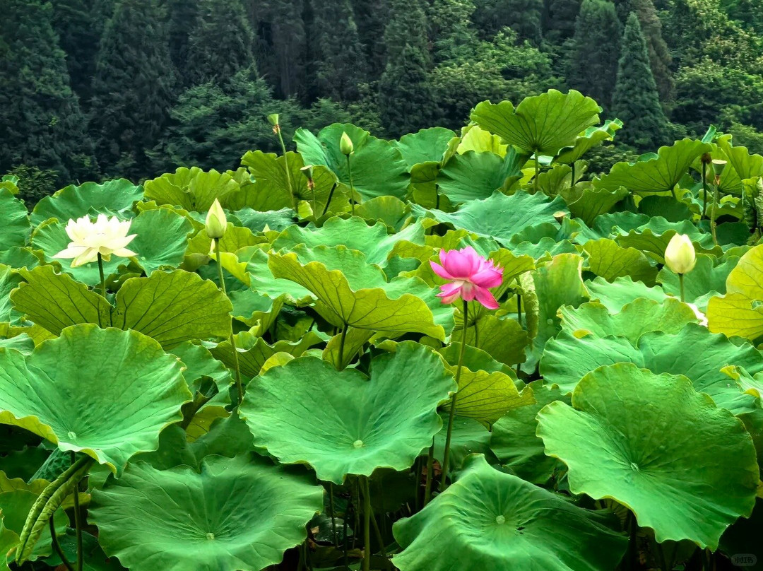 普者黑景区-丘北县必去景点