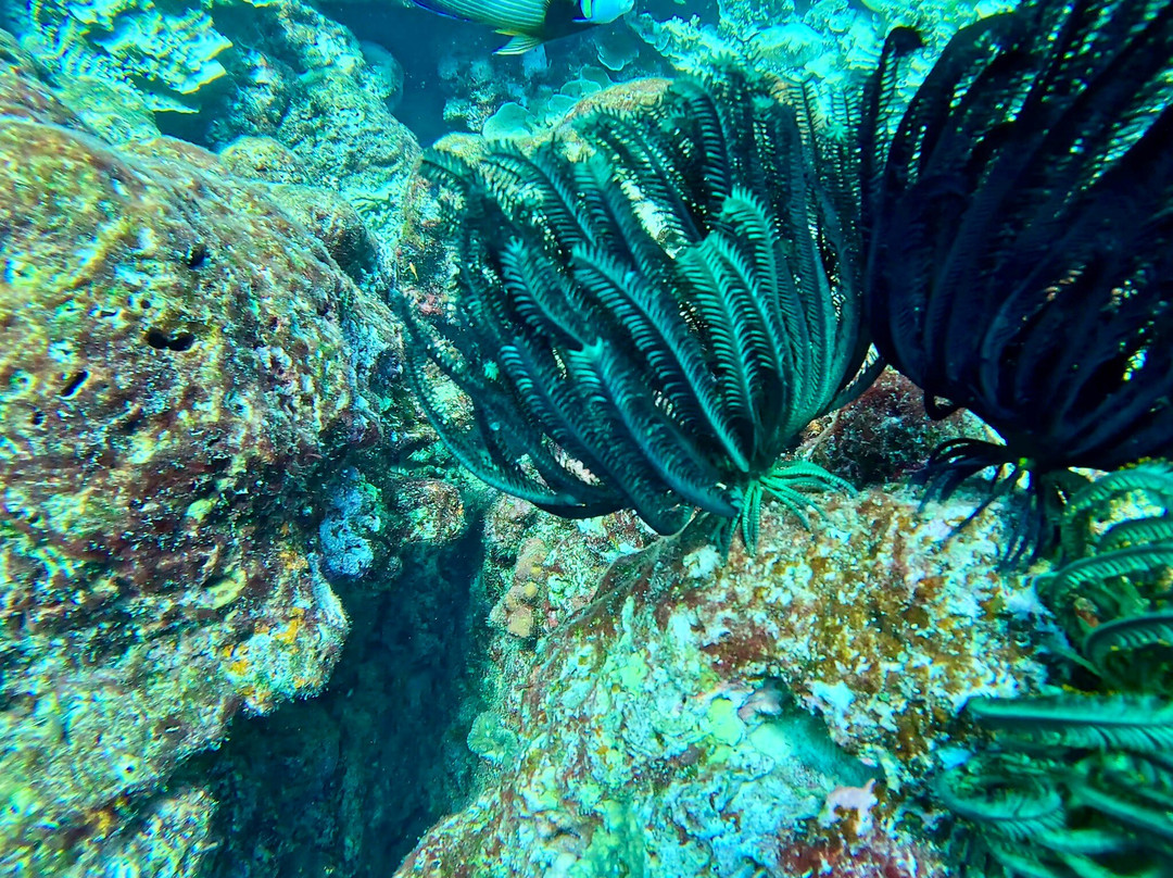 Me Diving Khao Lak-库克卡克海滩必去景点