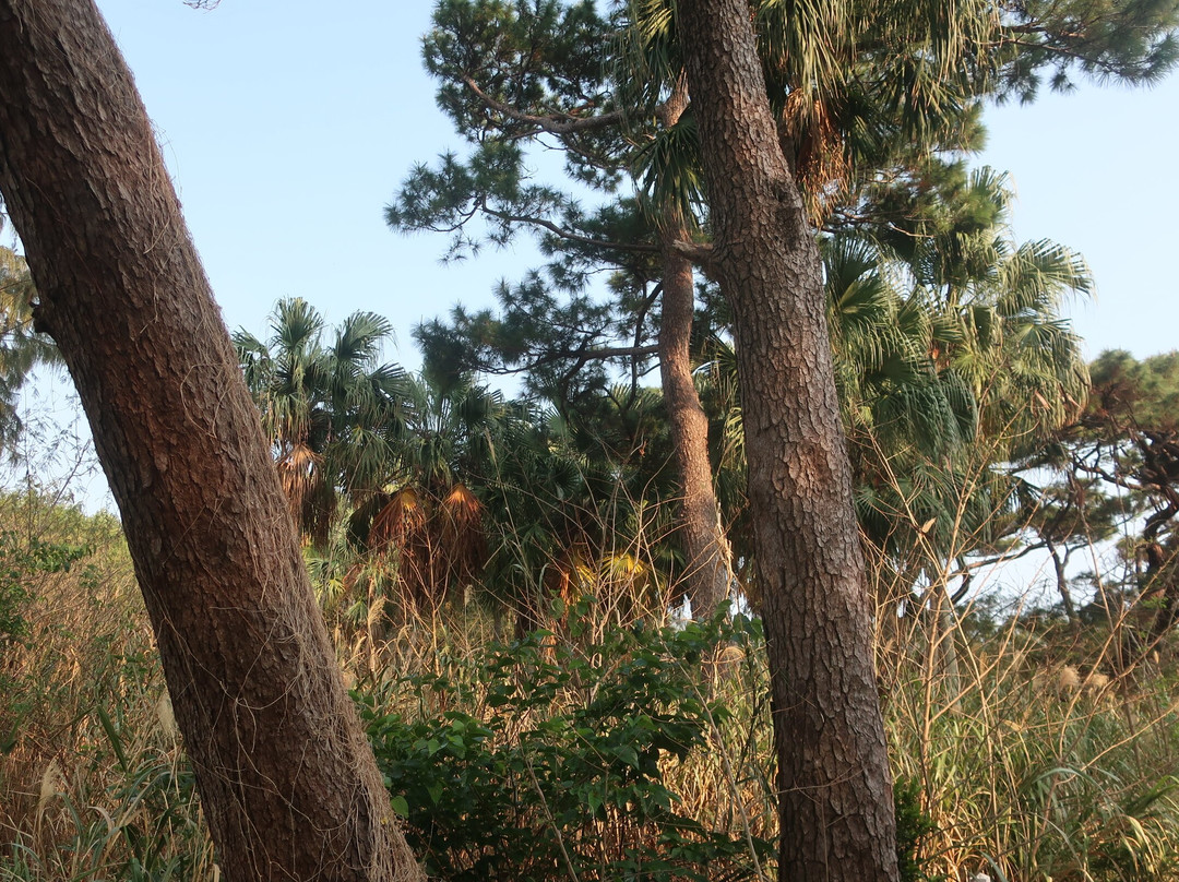 Nakano’s Forest of L. Chinensis-北大东村必去景点