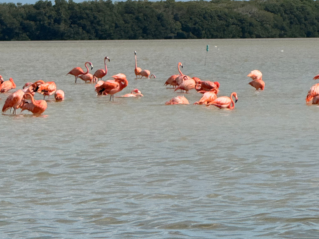 Flamingo Tours-塞莱斯顿必去景点