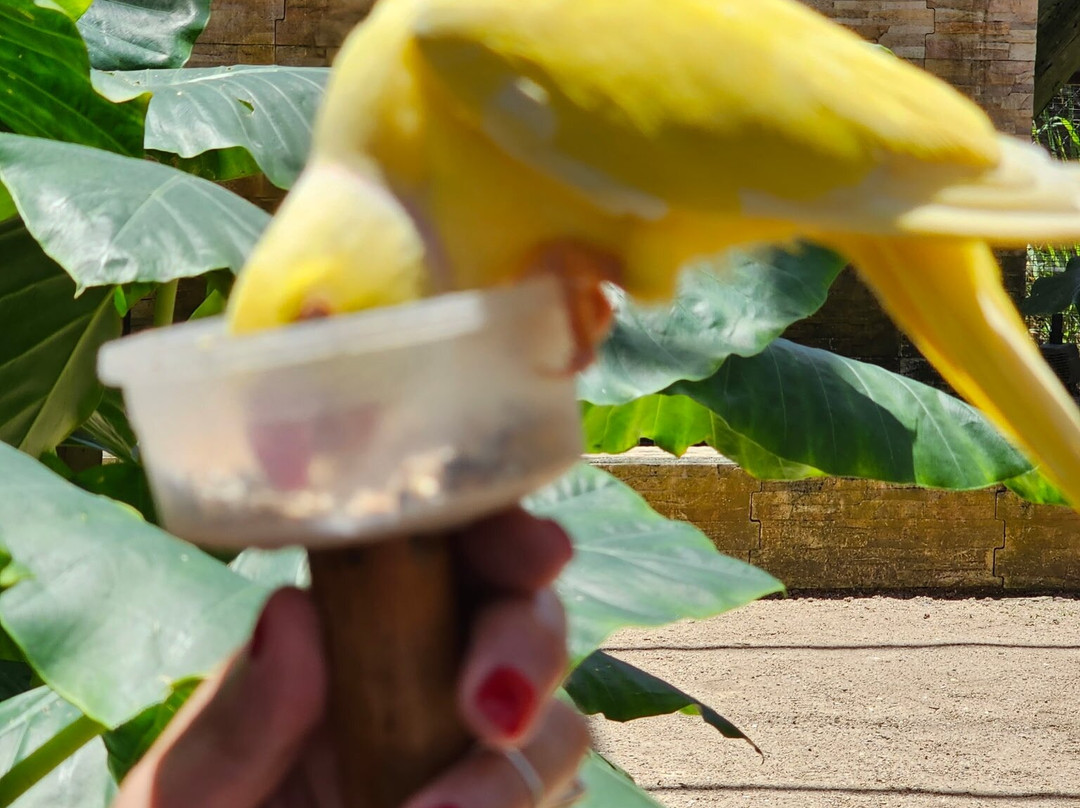 Parotte Ville Bird Sanctuary-圣马丁岛必去景点