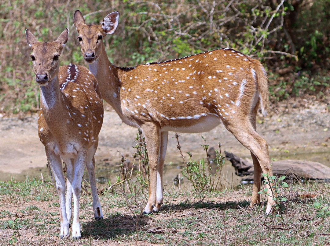 Yala Savanna Leopard Lodge