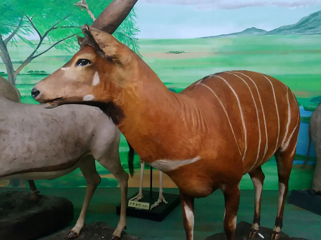 Tsuyama Nature & Mystery Museum-津山市必去景点