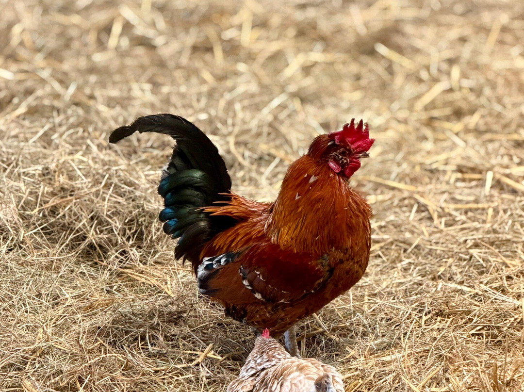Chobham Adventure Farm-Chobham必去景点