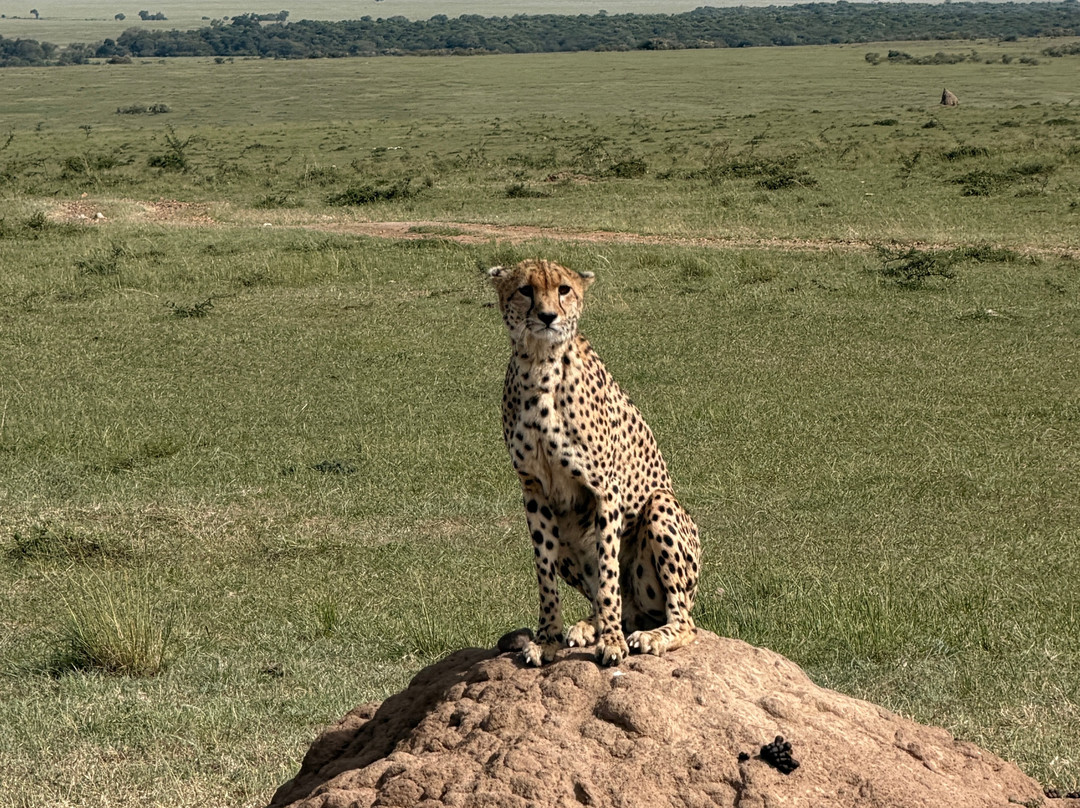 Seremara Safaris-Karen必去景点