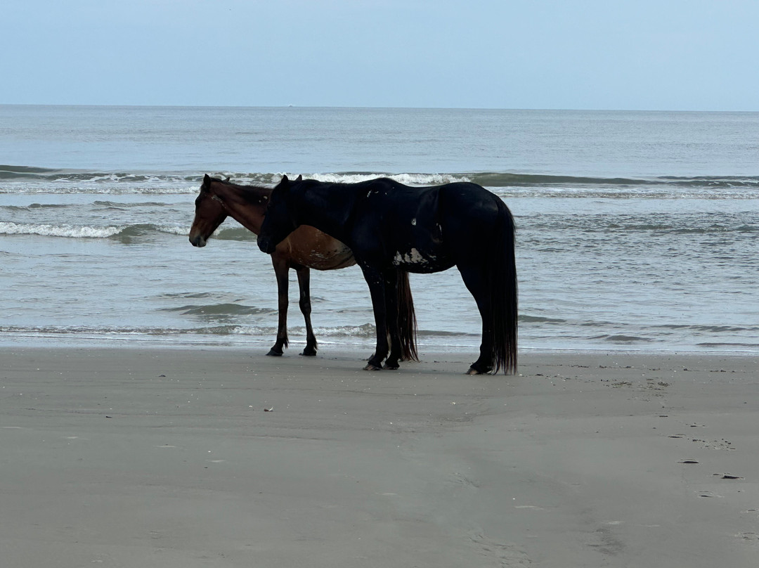 Cumberland Island Ferry