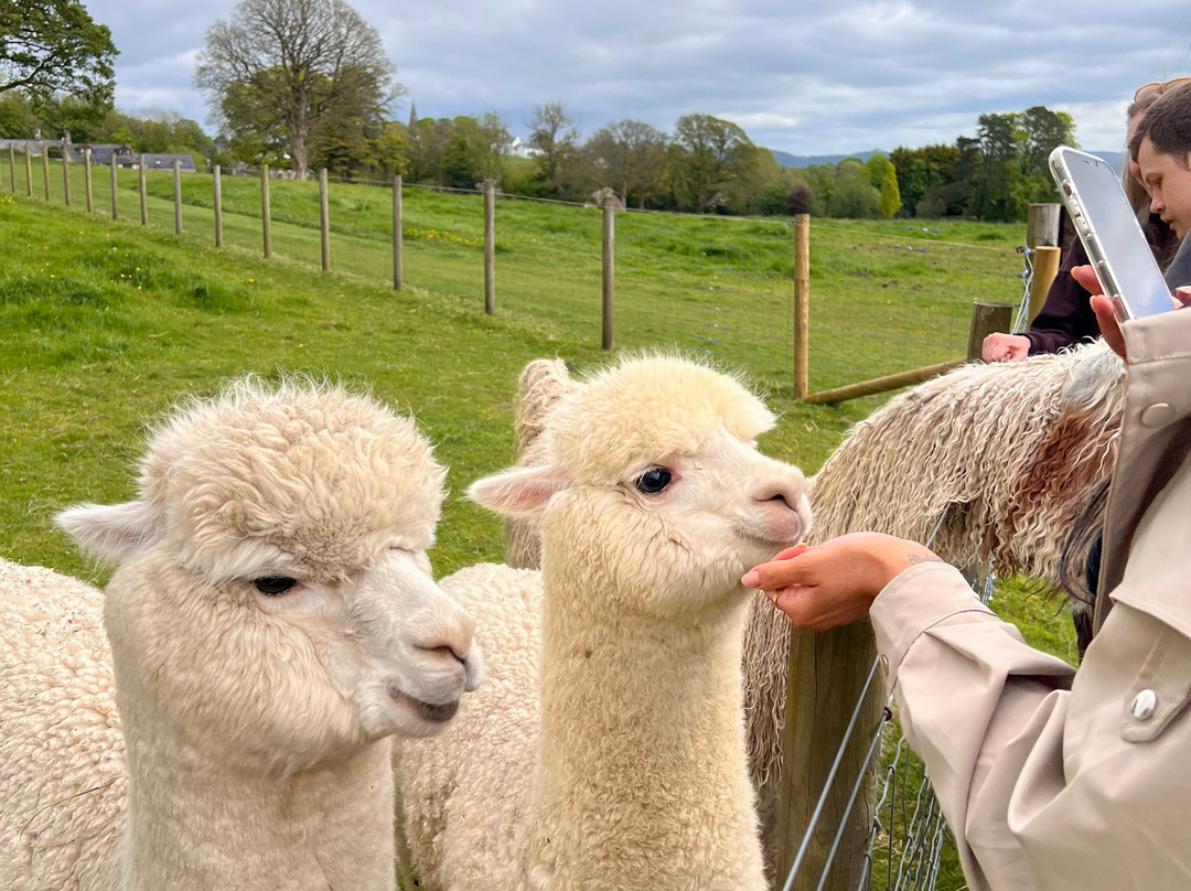 Bardsea Alpacas And Llamas-Bardsea必去景点