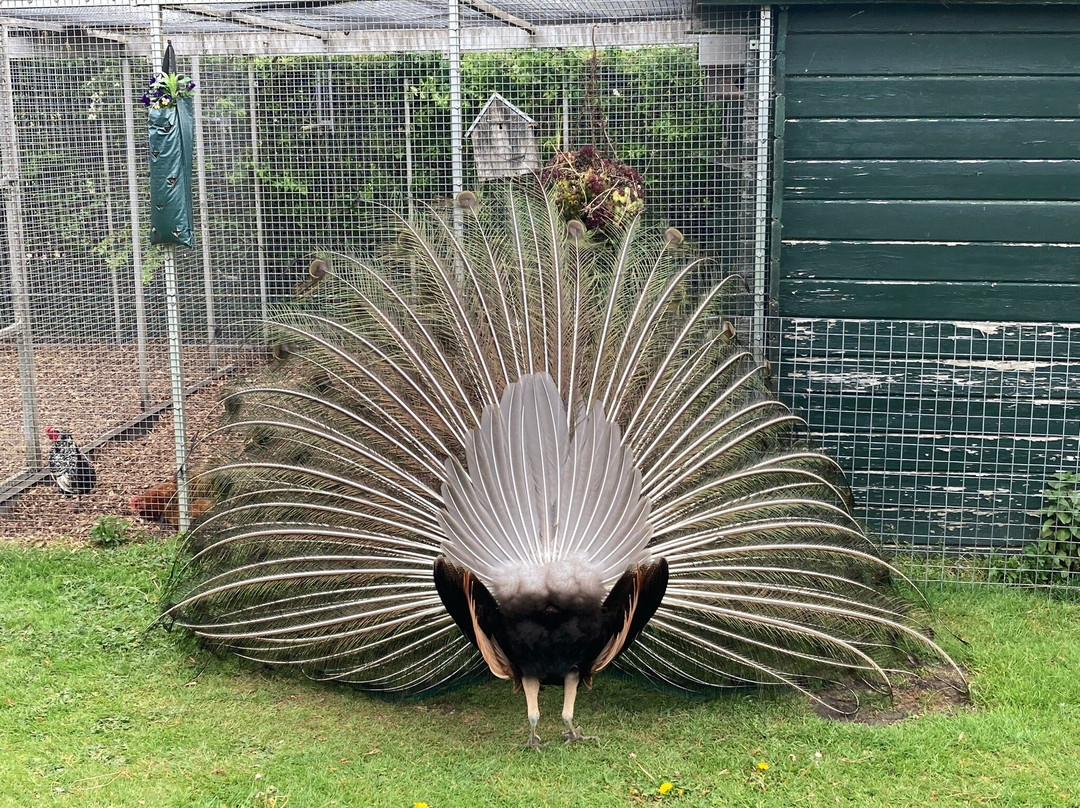 Schapenhouderij Breel-Veere必去景点