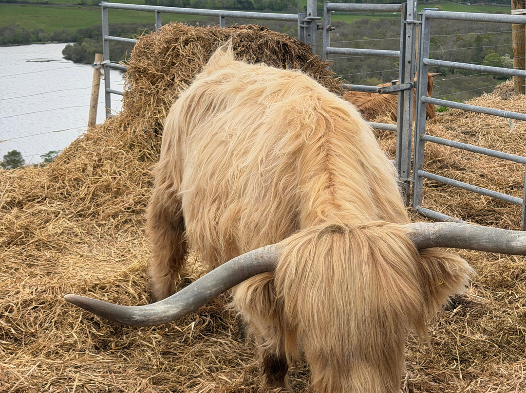 Loch Ness Highland Cows-德拉姆纳德罗希特必去景点