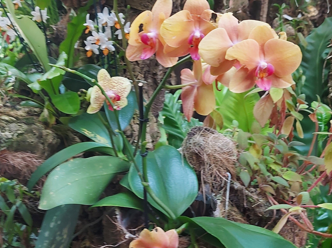 Orquidario de Estepona-埃斯特波纳必去景点