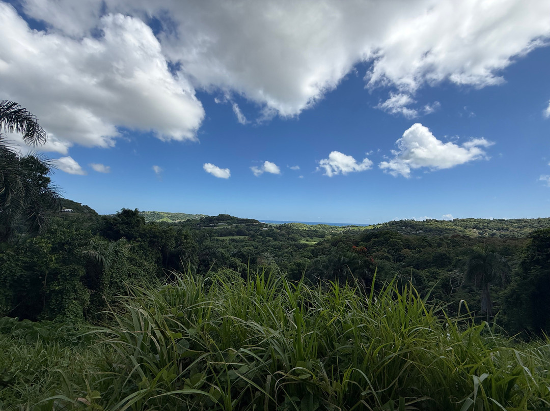 Carabali Rainforest Park-Luquillo必去景点