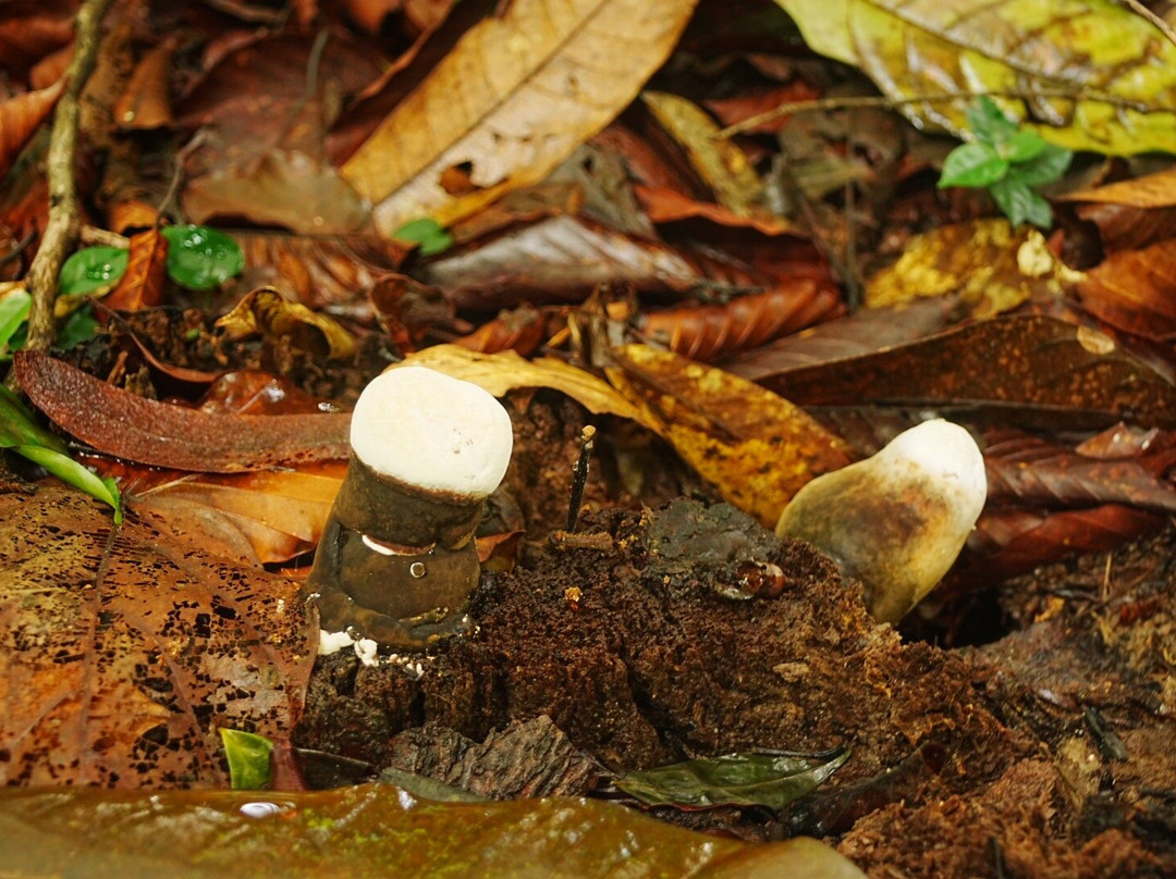 FRIM -Forest Research Institute of Malaysia-八打灵再也必去景点