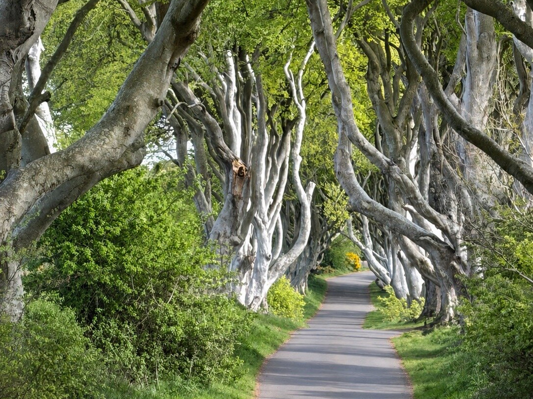 The Dark Hedges-巴利马尼必去景点