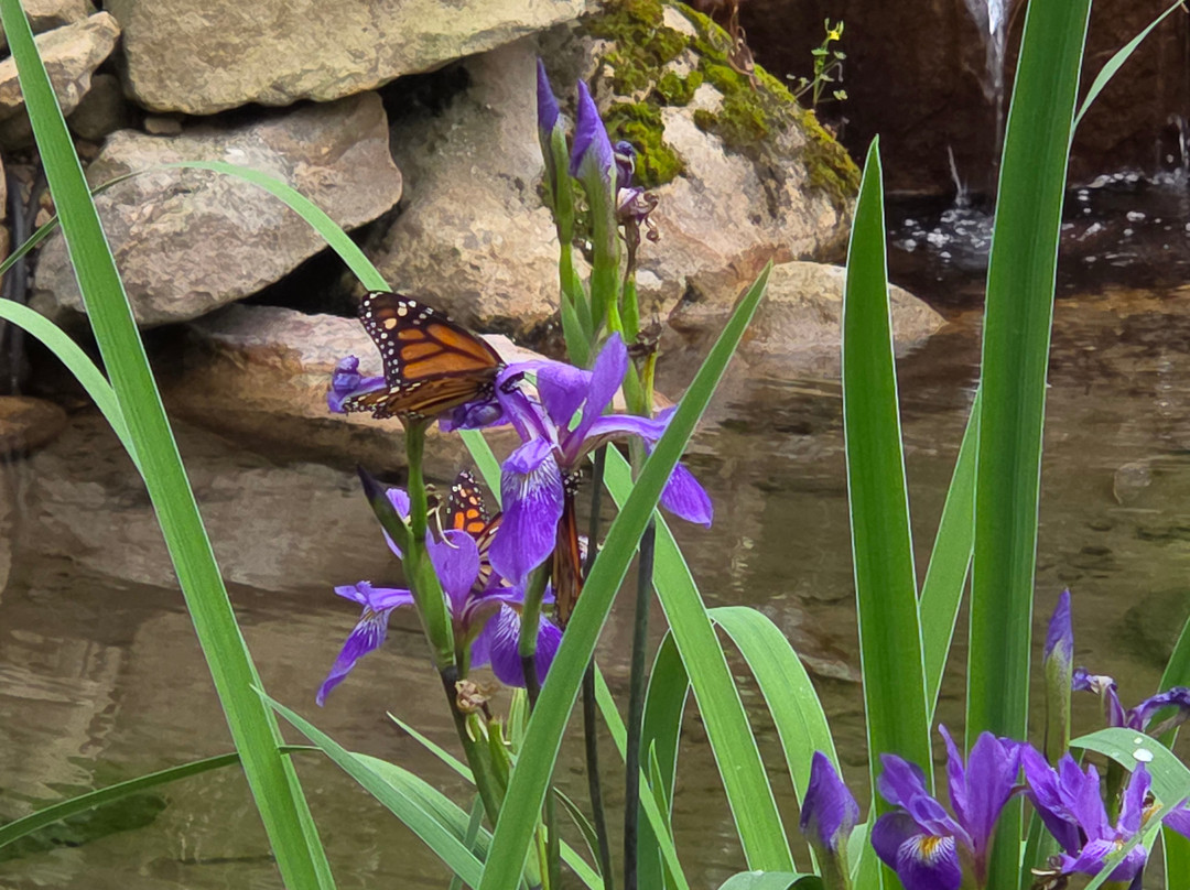 Huntsville Botanical Garden-亨茨维尔必去景点