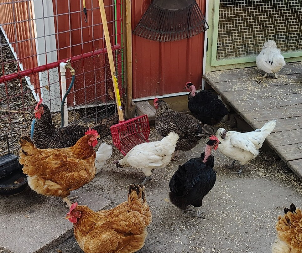 Green Meadows Petting Farm-基西米必去景点