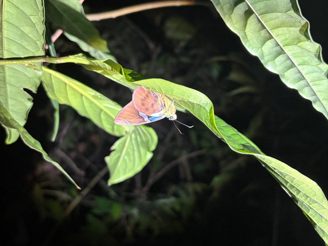 Bijagua Rainforest - Tours-Bijagua de Upala必去景点