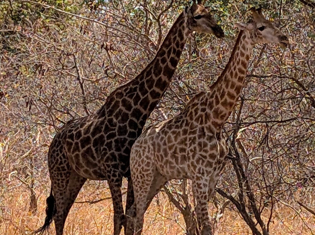Fathala Wildlife Reserve-Dassilame Ba必去景点