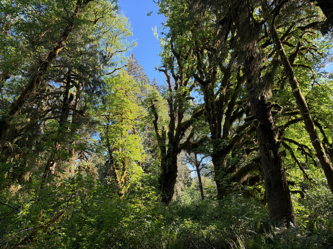 Quinault Rain Forest-奥林匹克国家公园必去景点