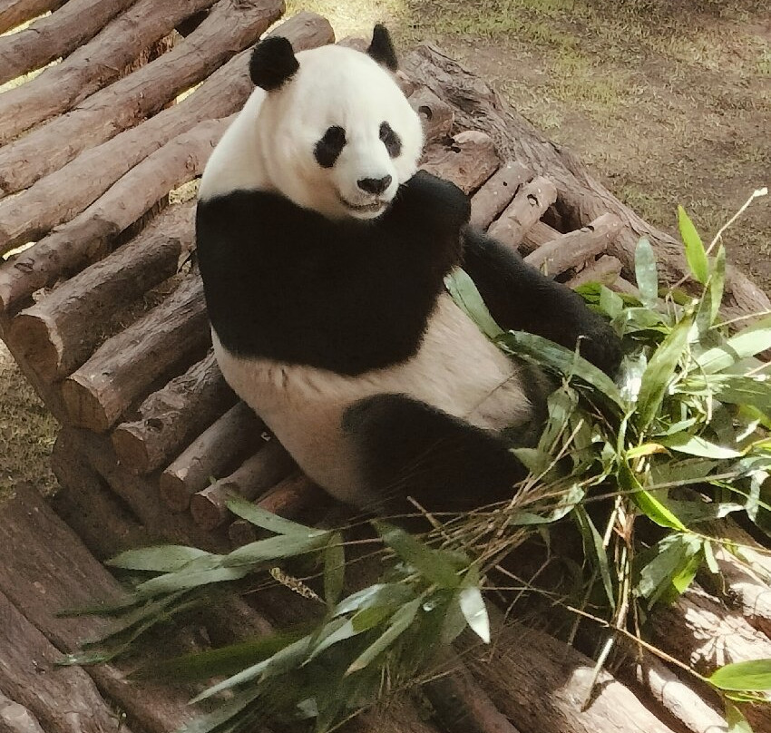 Panda House At Al Khor Park-Al Khor必去景点