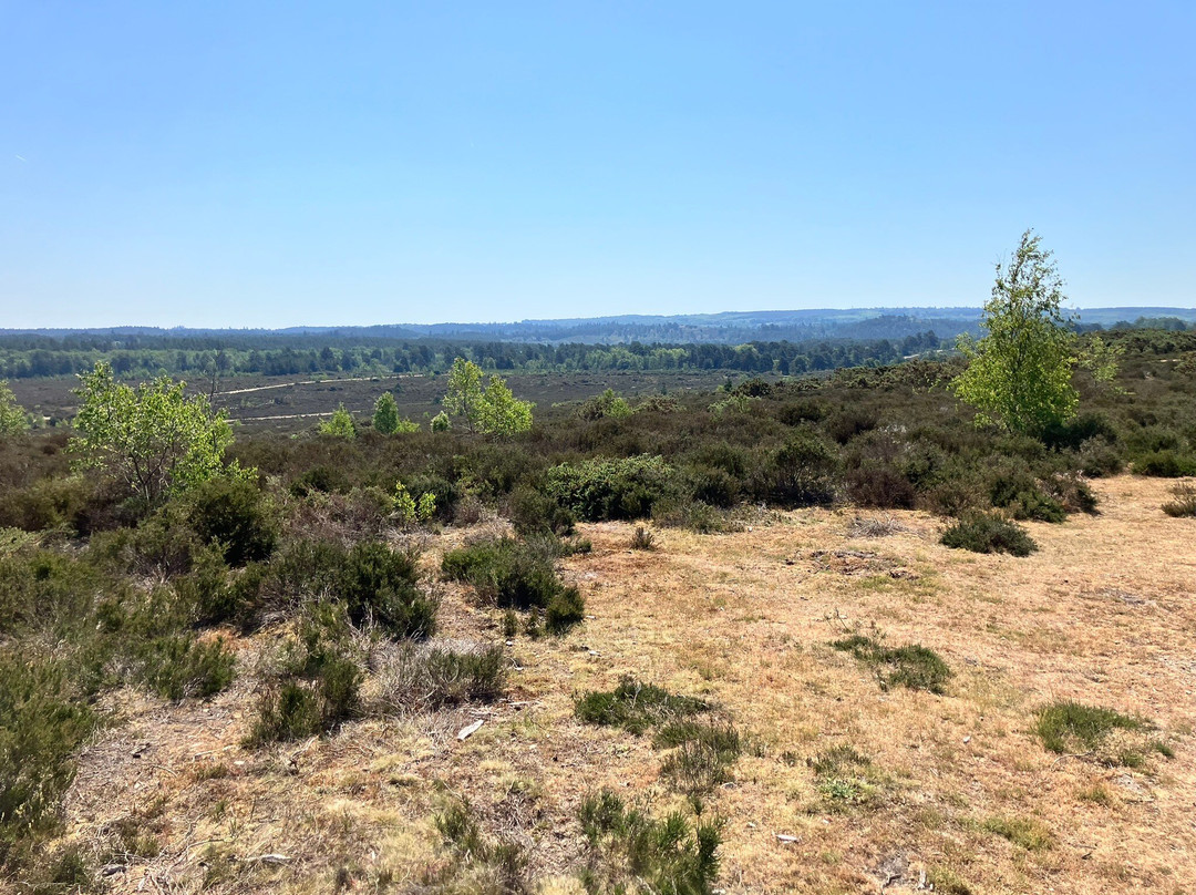 Frensham Little Pond-Frensham必去景点