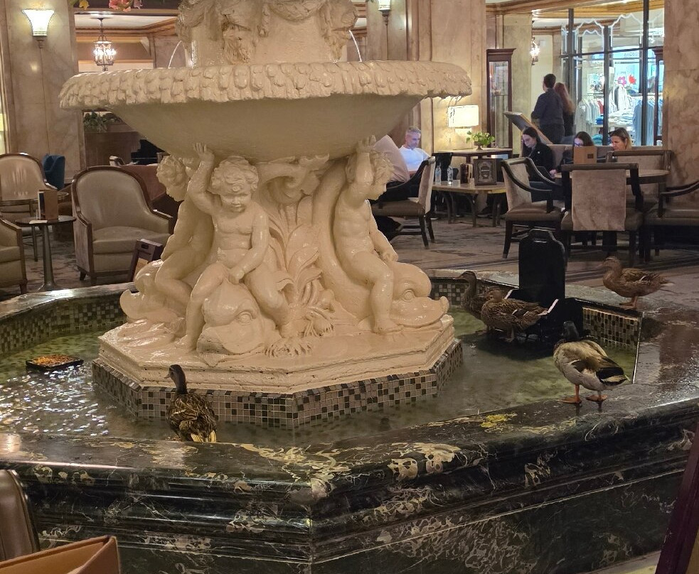 The Peabody Ducks-孟菲斯必去景点