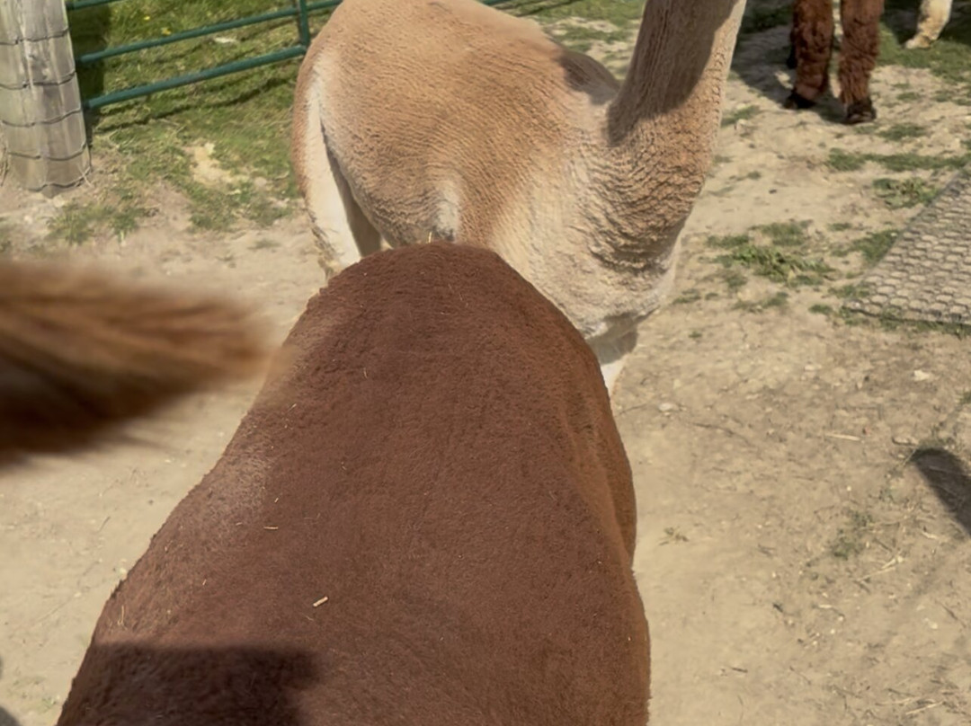 Reservoir Alpacas-Chard必去景点