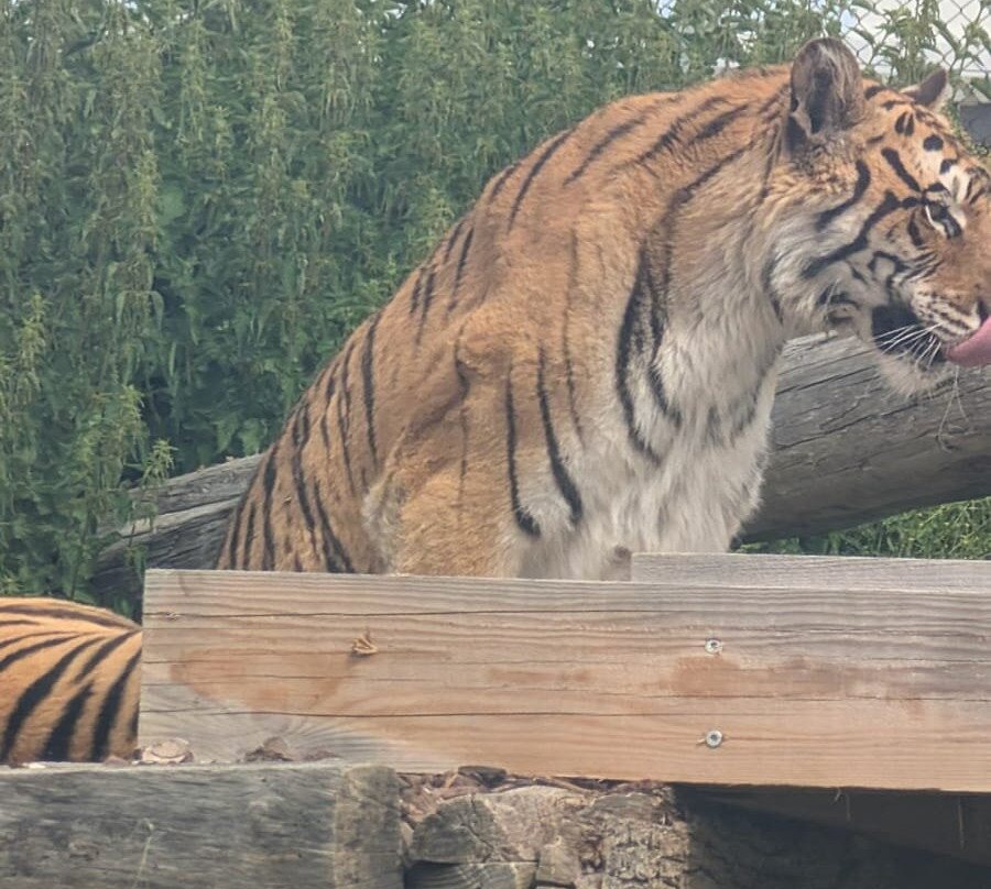 La Tanière - Zoo Refuge-Nogent-le-Phaye必去景点