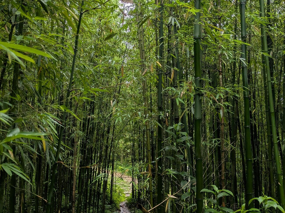 LaLa SaPa Trekking Tour-沙巴必去景点
