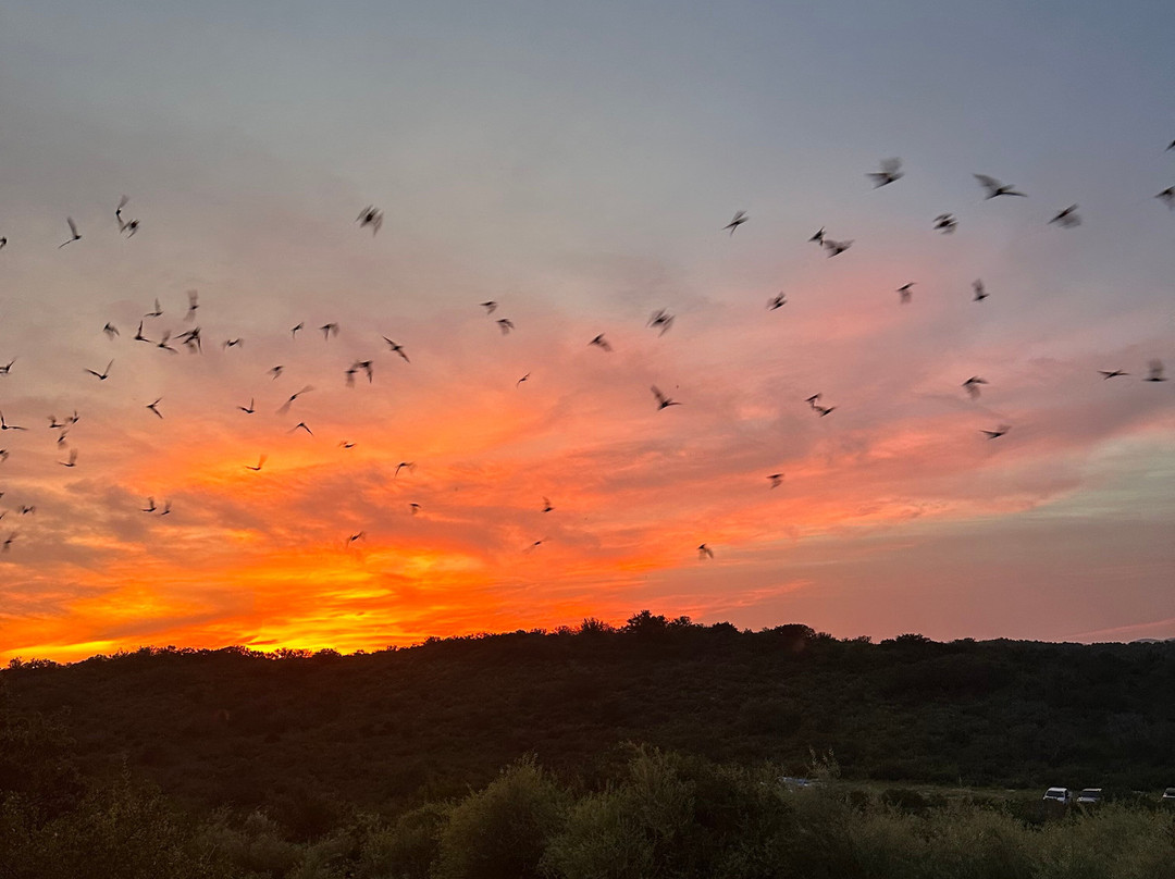 Frio Bat Flight Tours-Concan必去景点