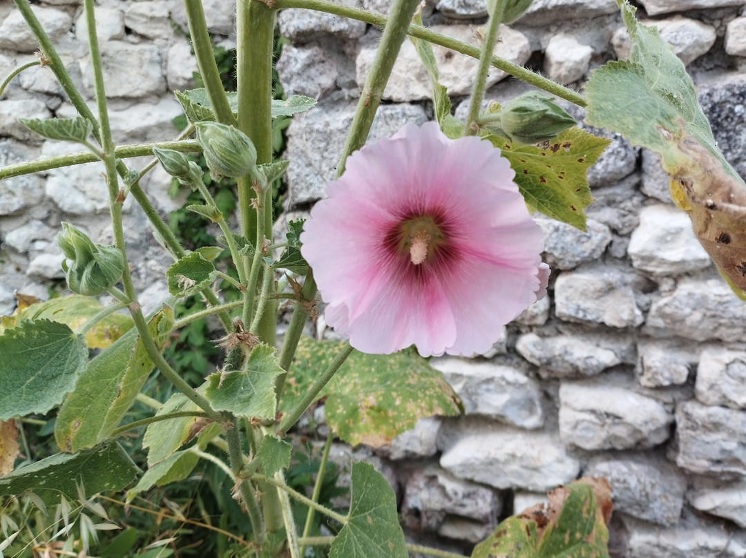 Village Fortifié De Talmont Sur Gironde-Talmont sur Gironde必去景点