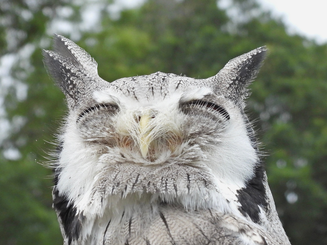 Surrey Hills Falconry-Ockley必去景点