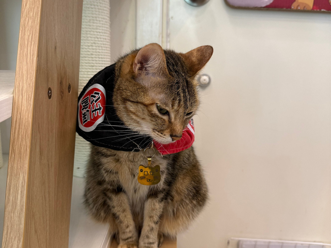 猫之茶房-香港必去景点