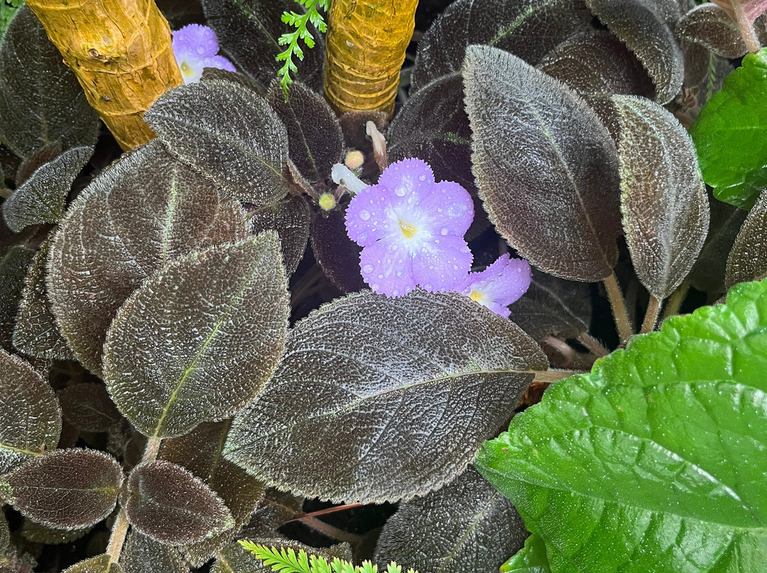 Botanical Garden-布拉迪斯拉发必去景点