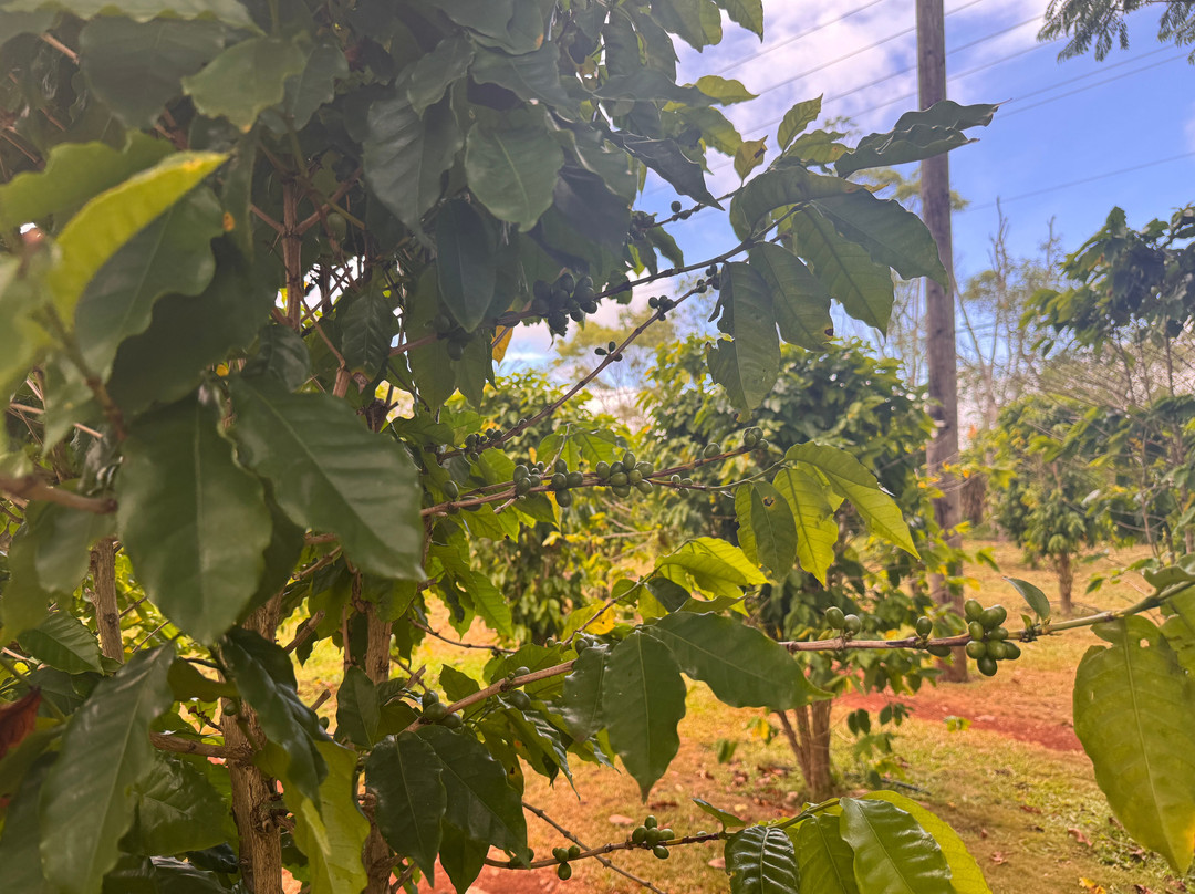 Green World Coffee Farms-瓦西瓦必去景点