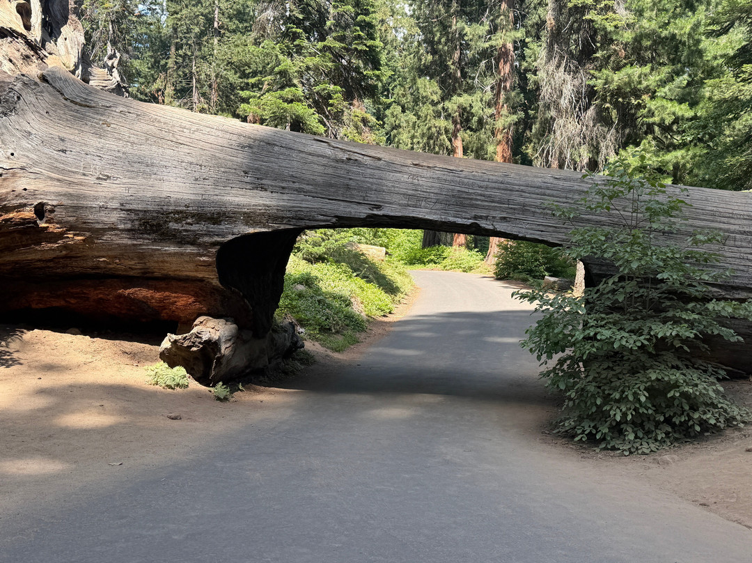 Sequoia National Park-维塞利亚必去景点