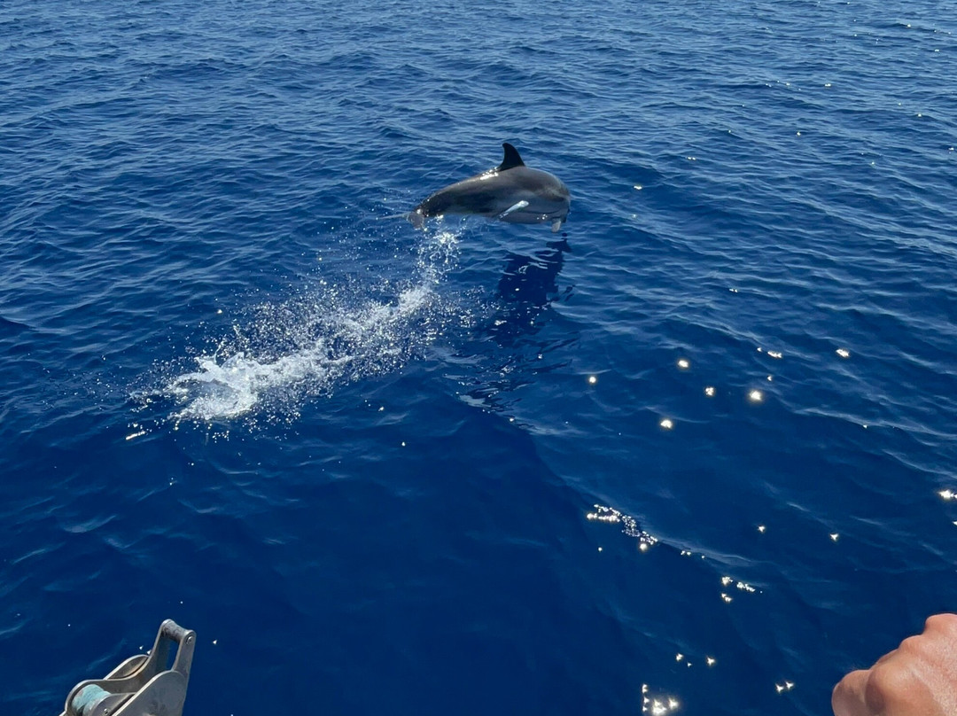 Jonian Dolphin Conservation-塔兰托必去景点