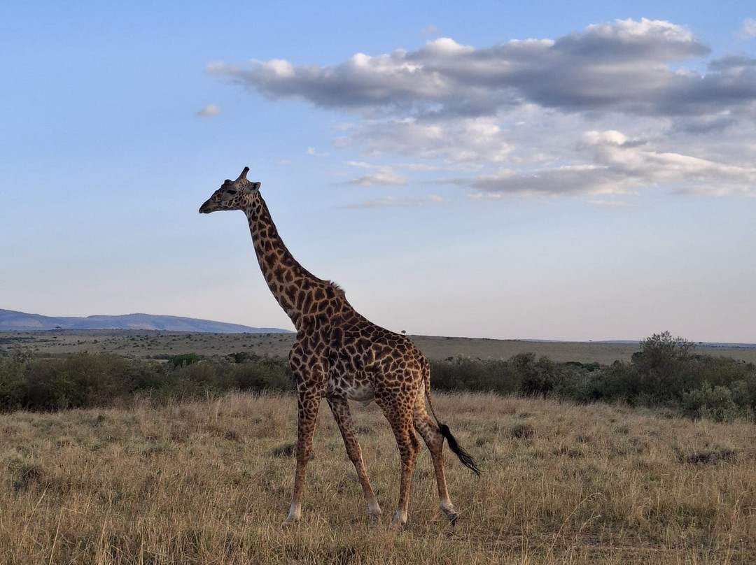 Garibaldi Safari Kenya-瓦塔木必去景点